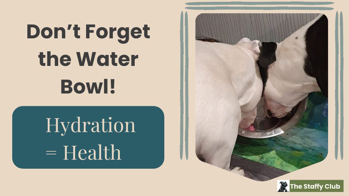 Dog hydration more than just a water bowl