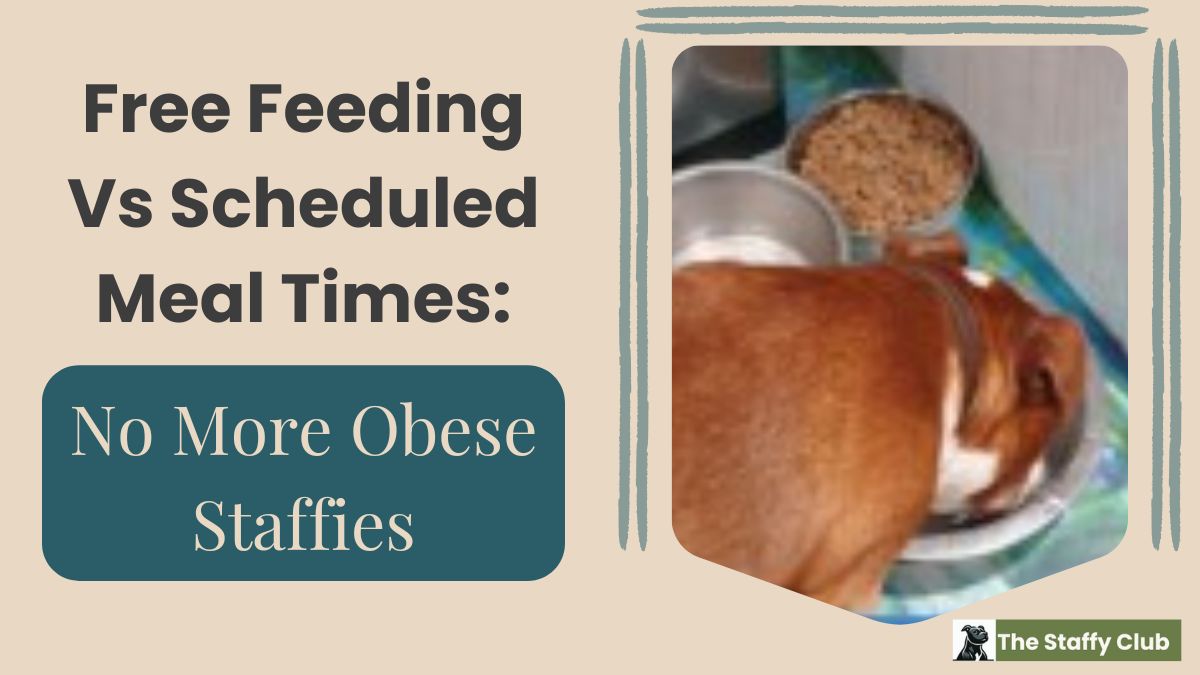 Free Feeding Vs Scheduled Meal Times