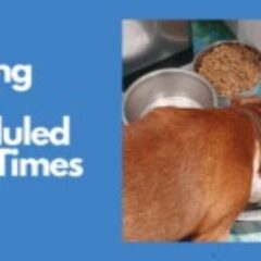 Free-Feeding-vs-Scheduled-Meal-Times-1-e1682339956817