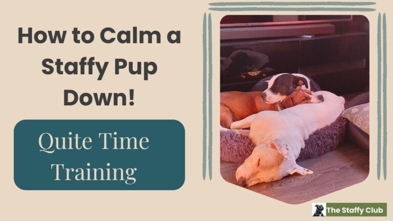 How to Calm a Staffy Pup Down: Quiet Time Training