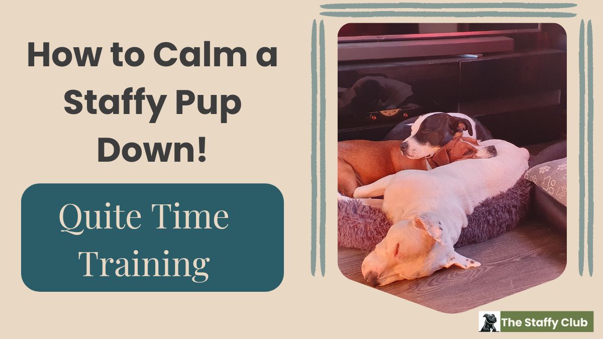 How to Calm a Staffy Pup Down Quiet Time Training