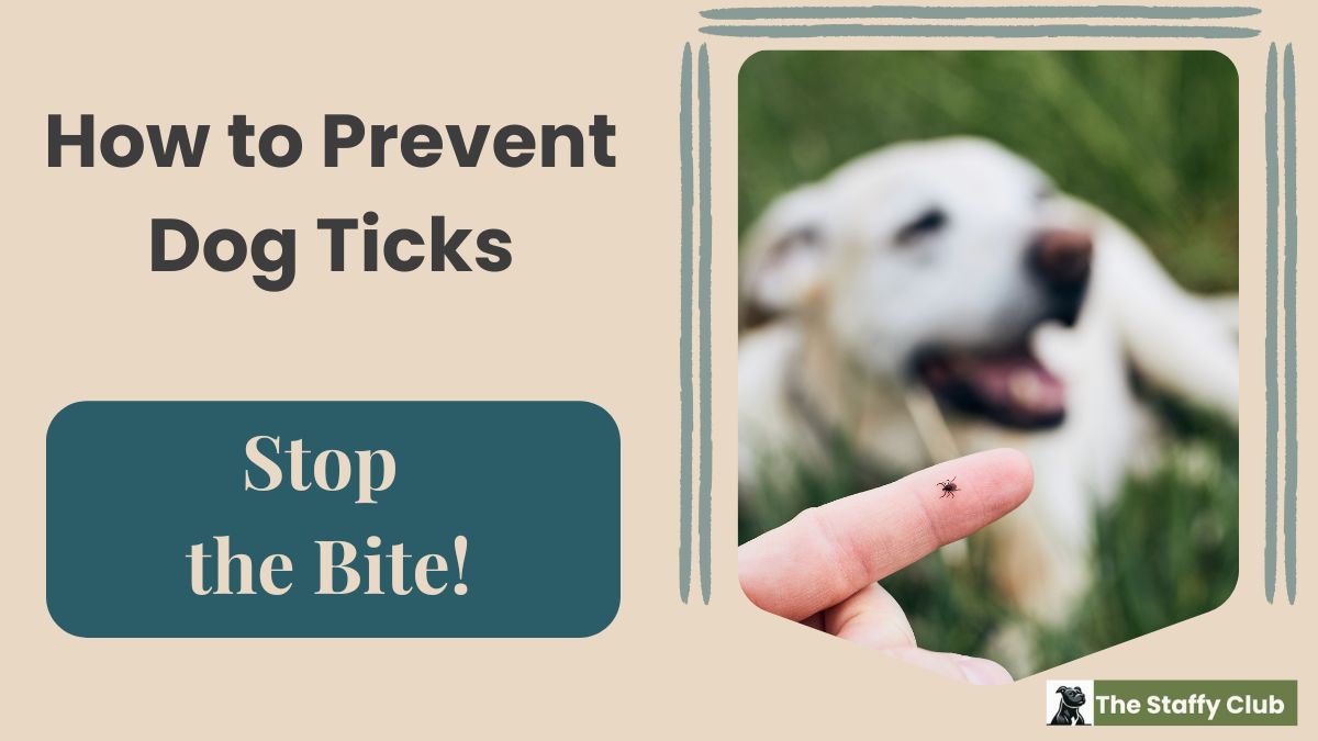 How to Prevent Dog Ticks