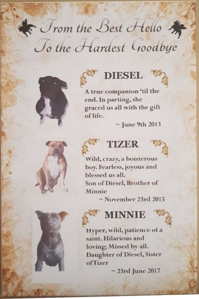 Staffy Memorial Canvas
