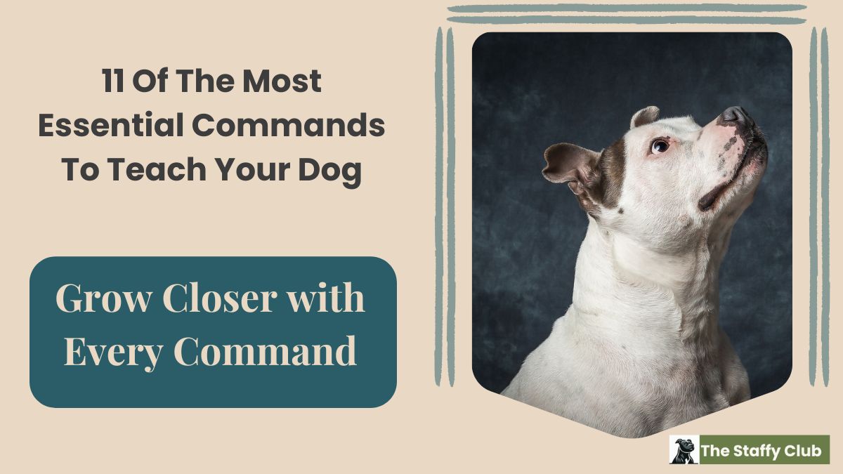 Featured image for the blog post title with the tagline reading "Grow Closer with Every Command" and an image of a Staffordshire Bull Terrier sitting looking upward as if listening to his owners command