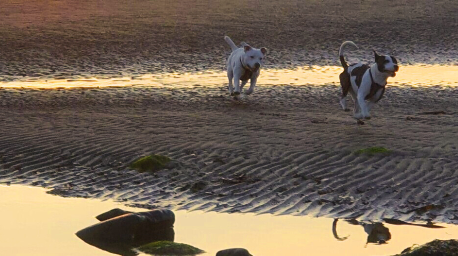 photo of two Staffies running on an emtpy beach
