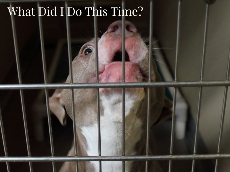 dog whining behind a mesh gate. The top of the photo has the words "What Did I Do This Time"? making it appear like the dog doesn't understand why it's being punished.