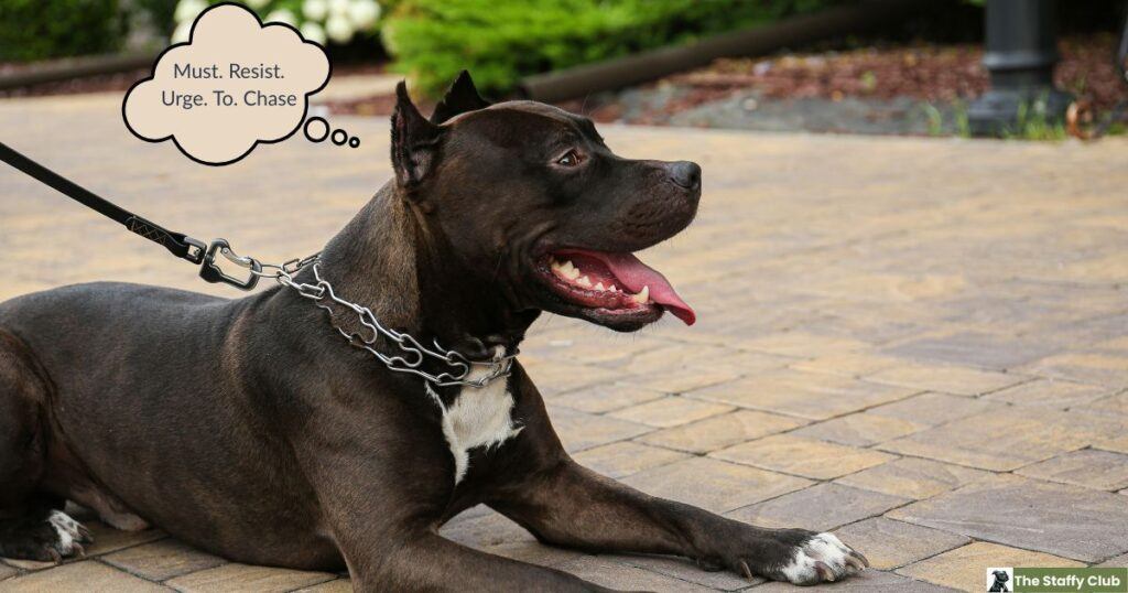 Image of a Staffordshire Bull Terrier on a leash, laying down, with a text overlay that reads "Must. Resist. Urge. To. Chase".