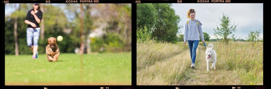 on the left is a dog playing fetch with owner in a park, and on the right, a calm dog loose leash walking
