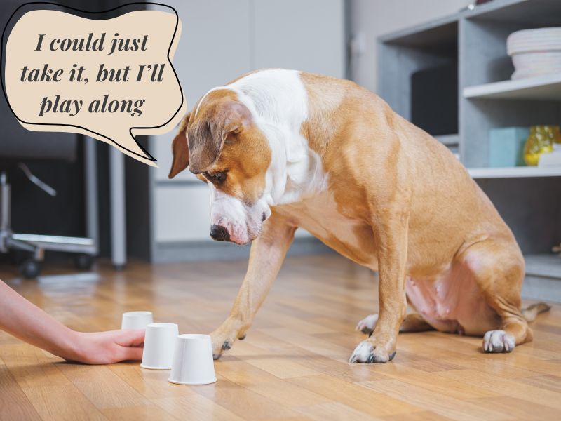 brain games for dogs mental stimulation