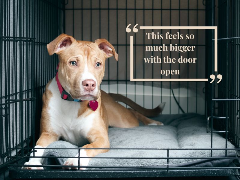 dog resting in crate with the door open. Accompanying text reads: "This feels so much bigger with the door open". 
