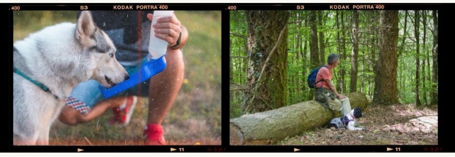 on the left is a dog drinking out of a dog water bottle with tray and on the right, a dog laying down in the shade while the owner takes a seat on a felled tree along a nature trail