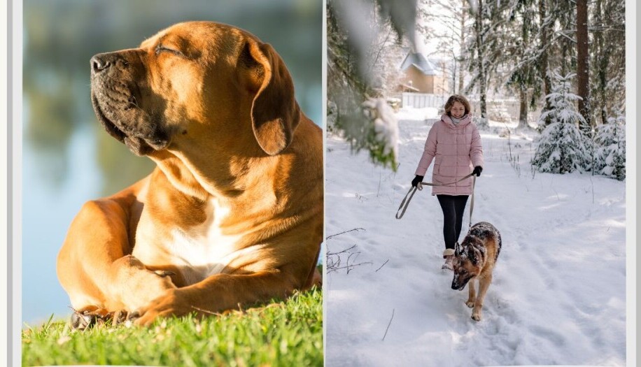 on the left is a dog resting in the sun and on the right is a dog walking in the snow