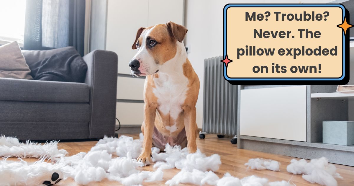 photo of a guilty looking dog sitting on floor surrounded by the stuffing from inside a pillow.