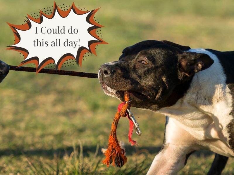 dog pulling on a rope toy outdoors on grass. Photo has a text overlay that reads: "I could do this all day!"