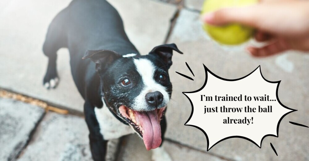 dog waiting for a ball to be thrown by his owner. The image has a text overlay that reads 