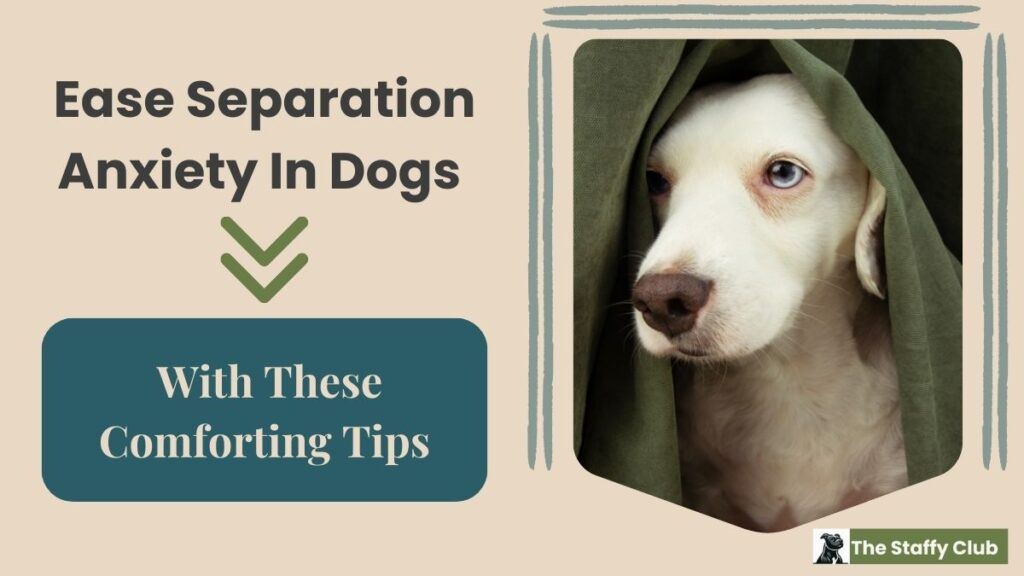 [Archived] Ease Separation Anxiety In Dogs With These Comforting Tips ...