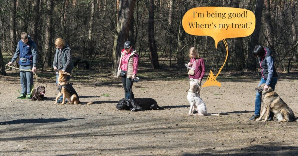 five people with their dogs doing dog training in a park