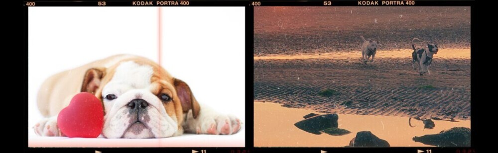 on the left is a photo of a pug lying with a Kong Classic not bothering with it and on the right are two Staffordshire Bull Terriers running on a beach