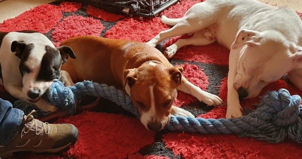 photo of 2 staffordshire bull terriers chewing on a huge rope toy