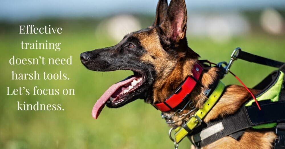 photo of a dog wearing a shock collar (e-collar), a tightly fitted collar, protective harness and a choker chain. The text overlay reads 