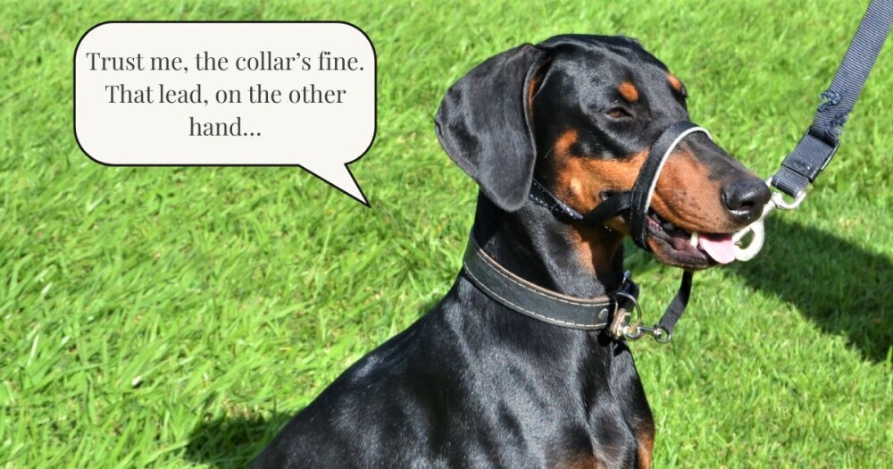photo shows a large dog wearing a head collar / dog nose lead with a leash attached. A text overlay reads: