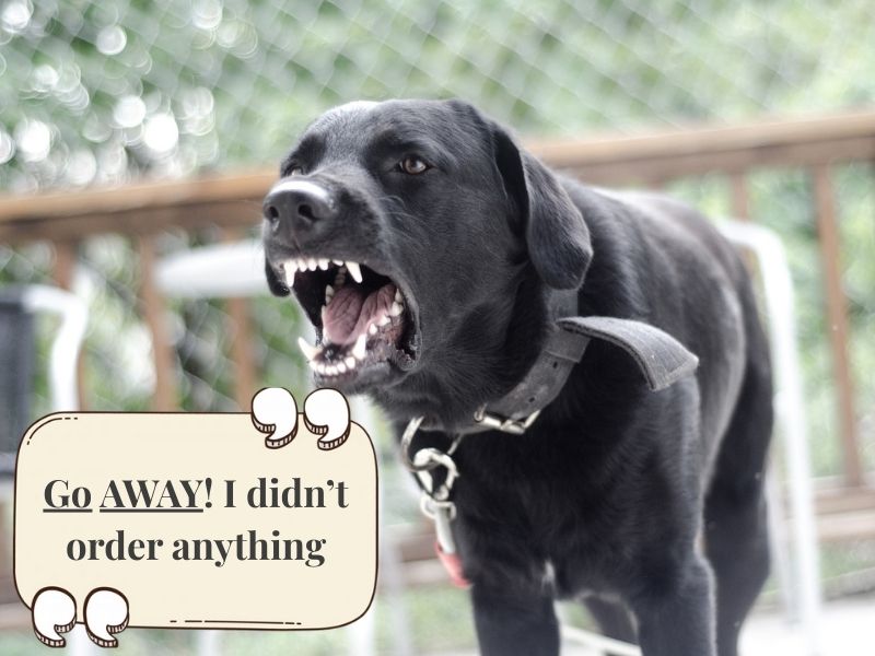 dog in garden with its mouth open, showing teeth. There is text accompanying the photo that reads: "Go Away! I didn't order anything", signifying the dog is reacting to a delivery worker approaching 