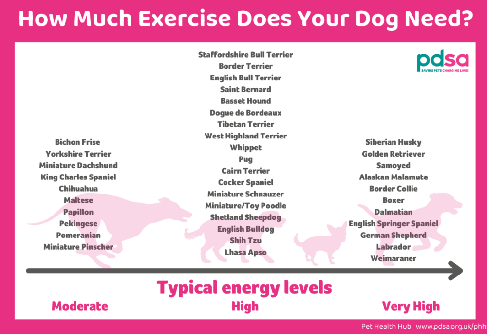 This infographic from the PDSA lists the energy levels of different dog breeds.