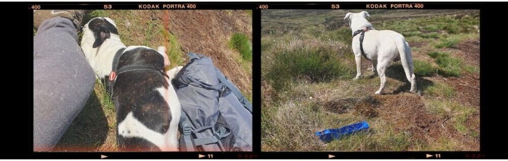 on the left is a photo of a black coated staffy lying sleeping beside a backpack and on the right is a photo of a white staffy standing in front of the water bottle and tray after having a drink